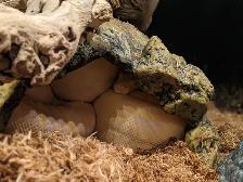 2016 Adult Female Albino het Snow Boa constrictor, RTB - Photo 5