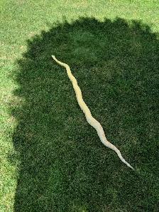 2016 Adult Female Albino het Snow Boa constrictor, RTB - Photo 6