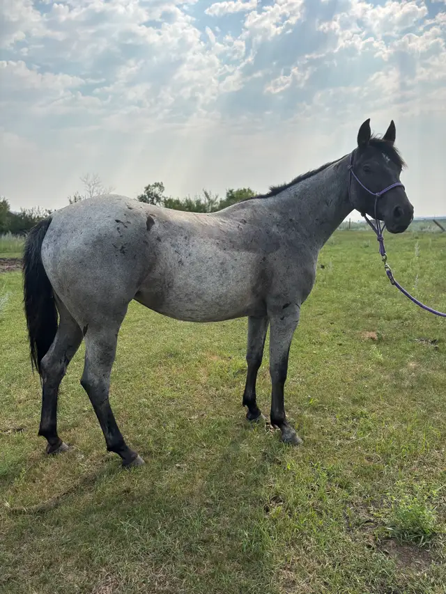 2023 AQHA Mare
