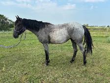2023 AQHA Mare - Photo 2