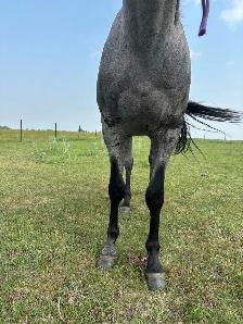 2023 AQHA Mare - Photo 3