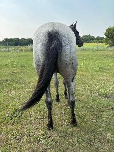 2023 AQHA Mare - Photo 4