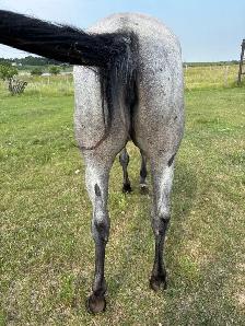 2023 AQHA Mare - Photo 5