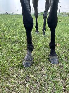 2023 AQHA Mare - Photo 6