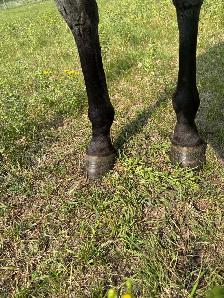 2023 AQHA Mare - Photo 7