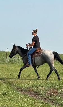 2023 AQHA Mare - Photo 8