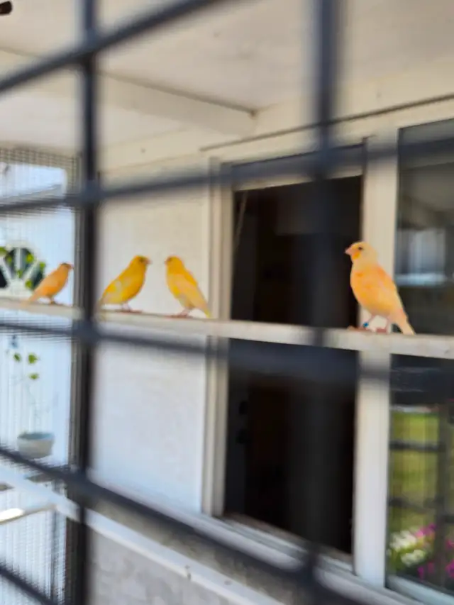 Canaries For Sale