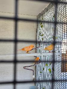 Canaries For Sale - Photo 2