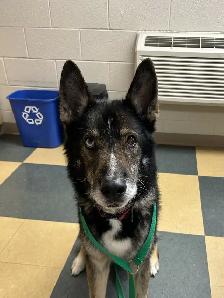 Sylvester - Shepherd/Husky Available for Adoption - Photo 2