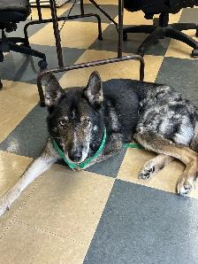 Sylvester - Shepherd/Husky Available for Adoption - Photo 3