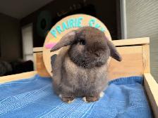 Holland Lop Buck - Photo 2