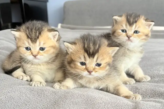 Purebred Scottish Fold Kittens