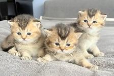 Purebred Scottish Fold Kittens