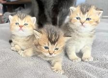 Purebred Scottish Fold Kittens - Photo 2