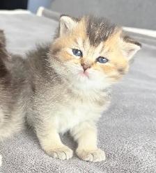 Purebred Scottish Fold Kittens - Photo 3