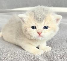 Purebred Scottish Fold Kittens - Photo 5