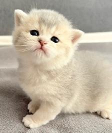 Purebred Scottish Fold Kittens - Photo 6