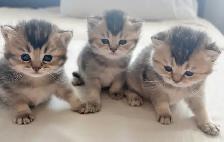 Purebred Scottish Fold Kittens - Photo 9
