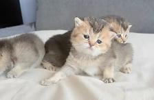 Purebred Scottish Fold Kittens - Photo 10