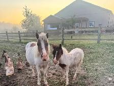 Stunning Baby Colt