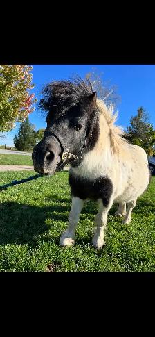 Stunning Baby Colt - Photo 2