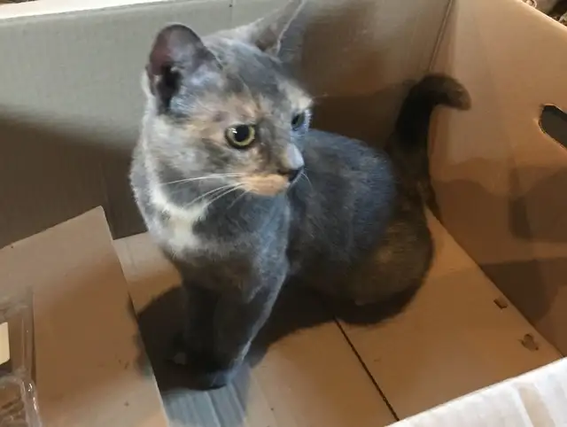 Two cats and a kitten to give away
