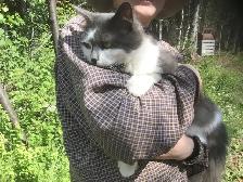 Two cats and a kitten to give away - Photo 2