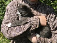 Two cats and a kitten to give away - Photo 3