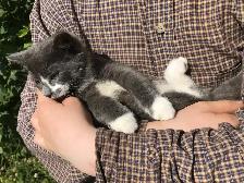 Two cats and a kitten to give away - Photo 4