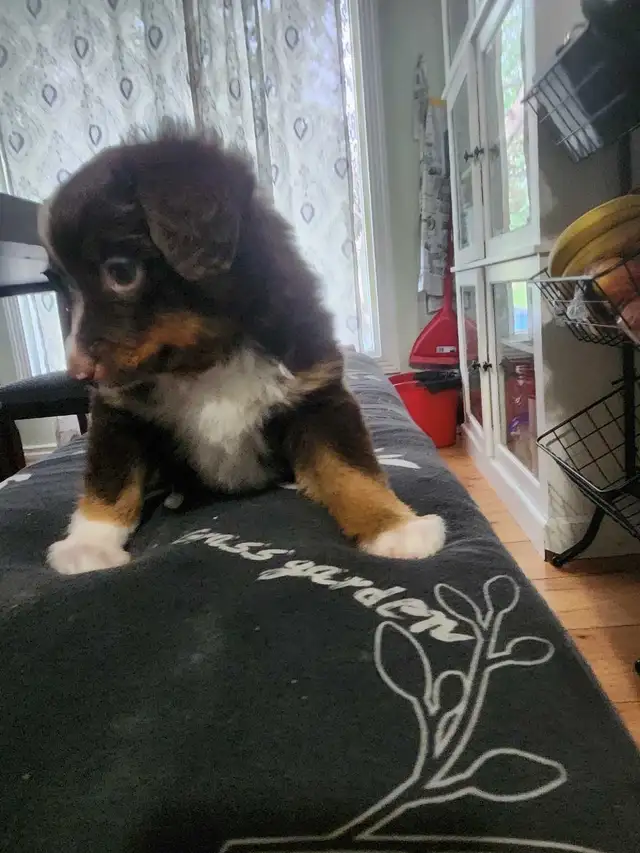 miniature Australian Shephard puppy male