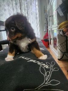 miniature Australian Shephard puppy male