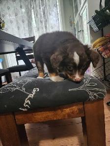 miniature Australian Shephard puppy male - Photo 2