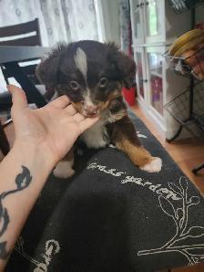 miniature Australian Shephard puppy male - Photo 3