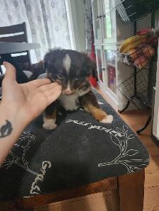 miniature Australian Shephard puppy male - Photo 4