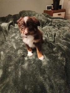 miniature Australian Shephard puppy male - Photo 5