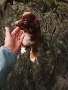 miniature Australian Shephard puppy male - Photo 6