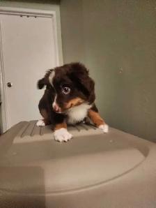 miniature Australian Shephard puppy male - Photo 7
