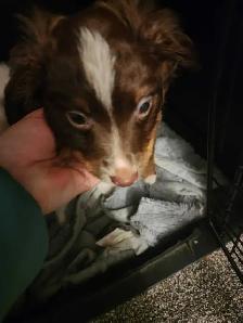 miniature Australian Shephard puppy male - Photo 8