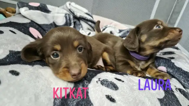Dachshund Puppies