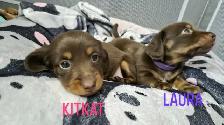 Dachshund Puppies