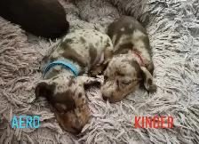 Dachshund Puppies - Photo 2