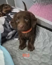Dachshund Puppies - Photo 3