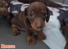 Dachshund Puppies - Photo 4