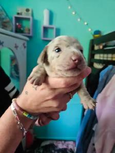 Dachshund Puppies - Photo 6