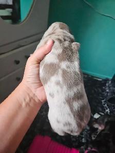 Dachshund Puppies - Photo 7
