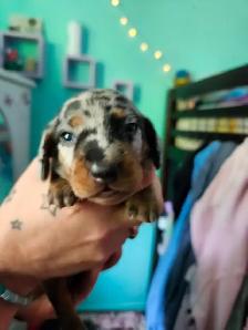 Dachshund Puppies - Photo 8