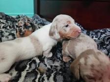 Dachshund Puppies - Photo 9