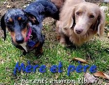 Dachshund Puppies - Photo 10