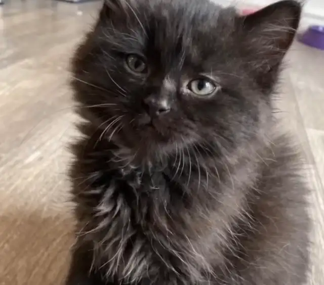 Adorable chaton (femelle) nebelun/persan