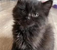 Adorable chaton (femelle) nebelun/persan